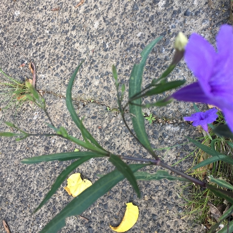 Ruellia simplex