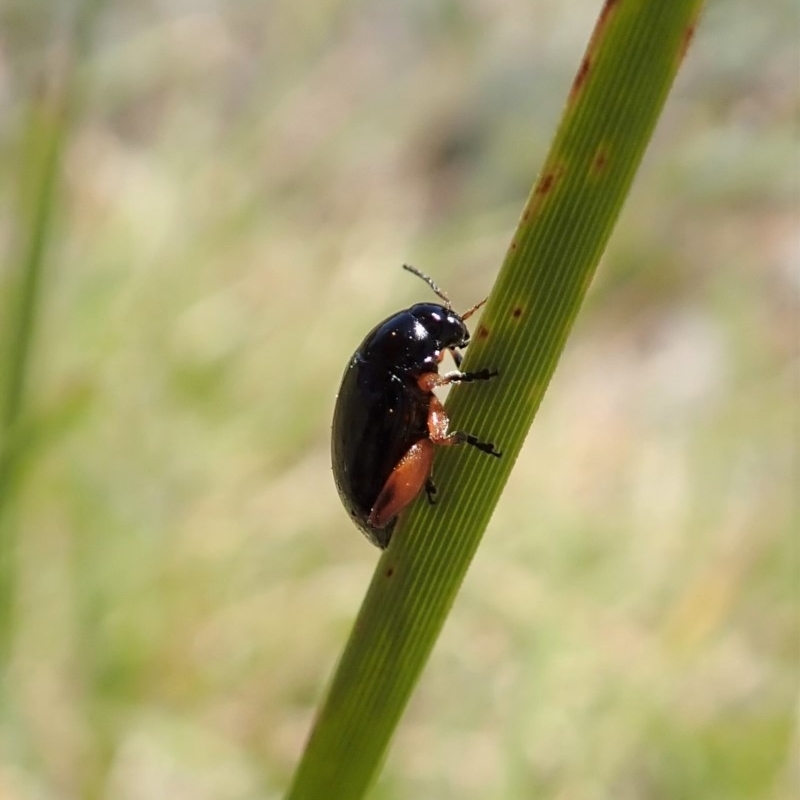 Arsipoda holomelaena