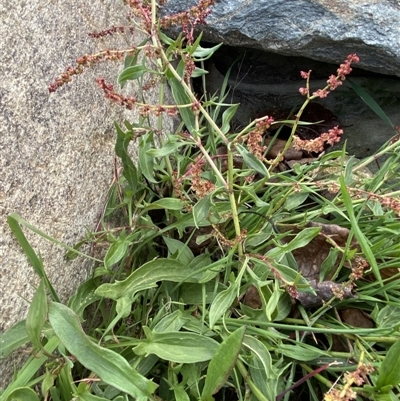 Rumex acetosella