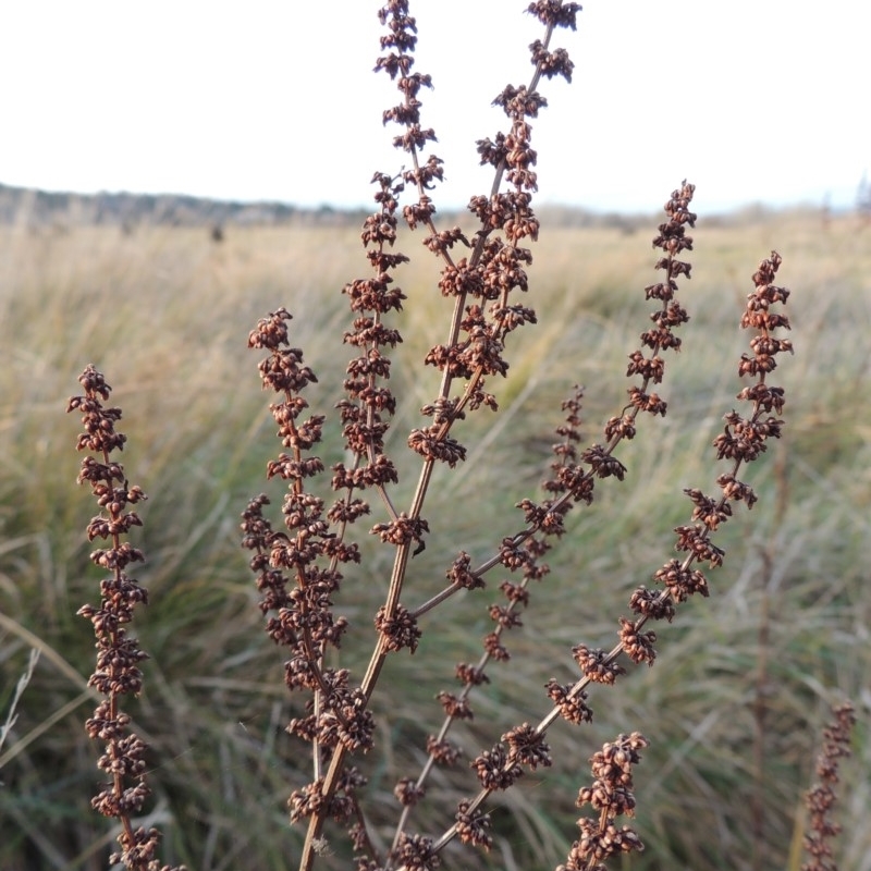 Rumex conglomeratus