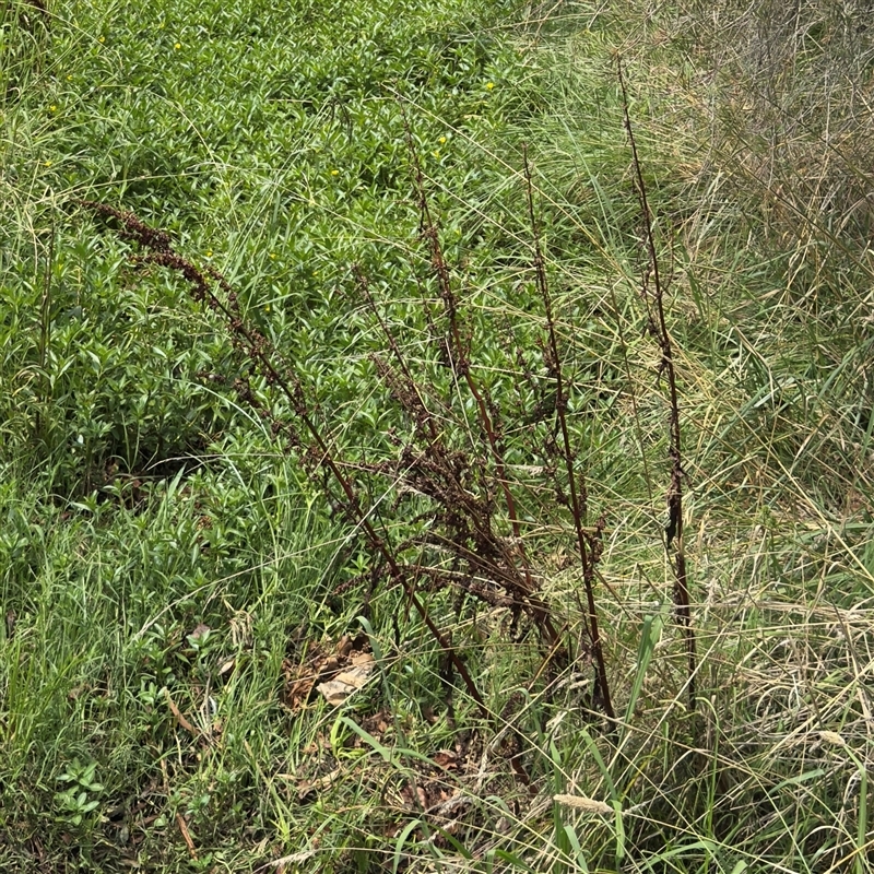 Rumex crispus