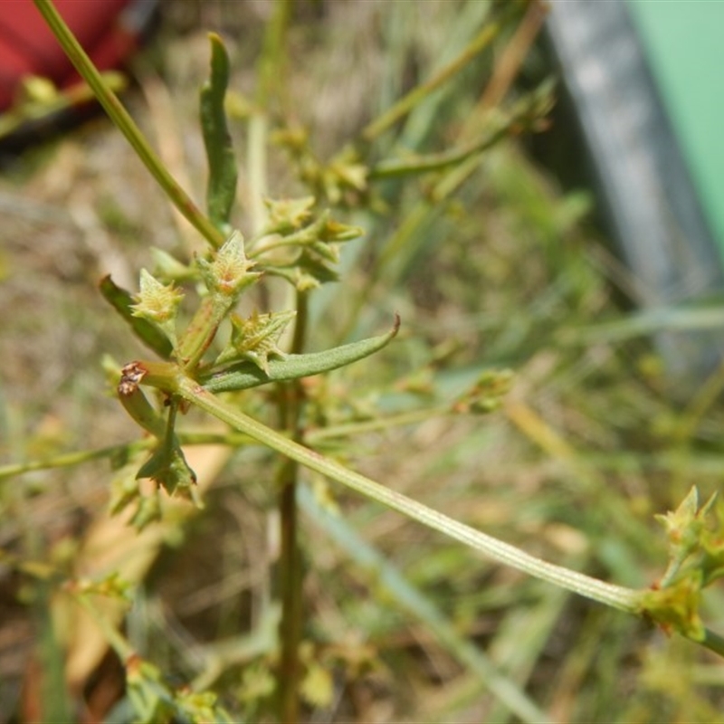 Rumex dumosus