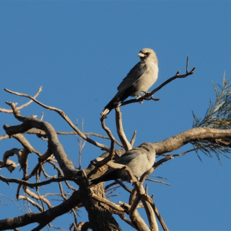 Artamus cinereus