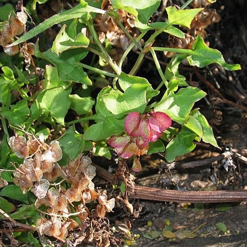 Rumex sagittata