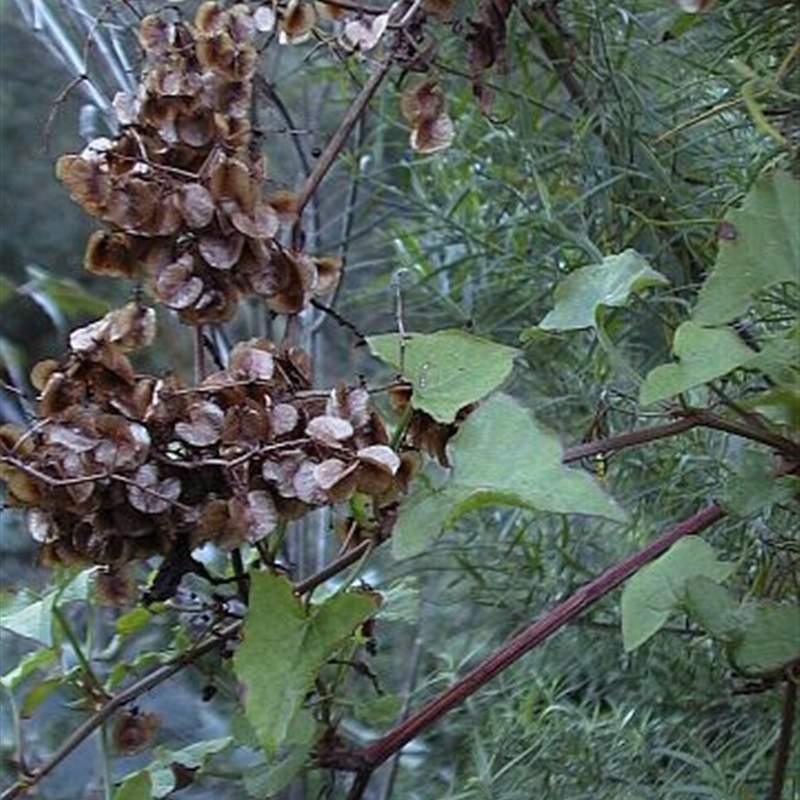 Rumex sagittata