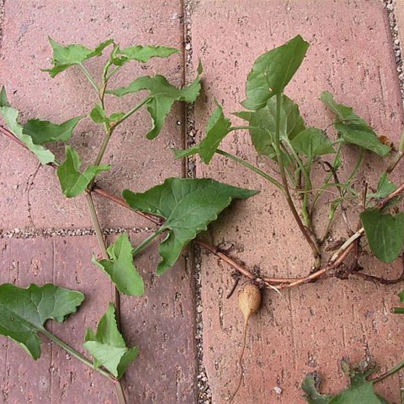 Rumex sagittata