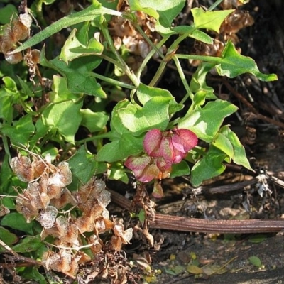 Rumex sagittatus