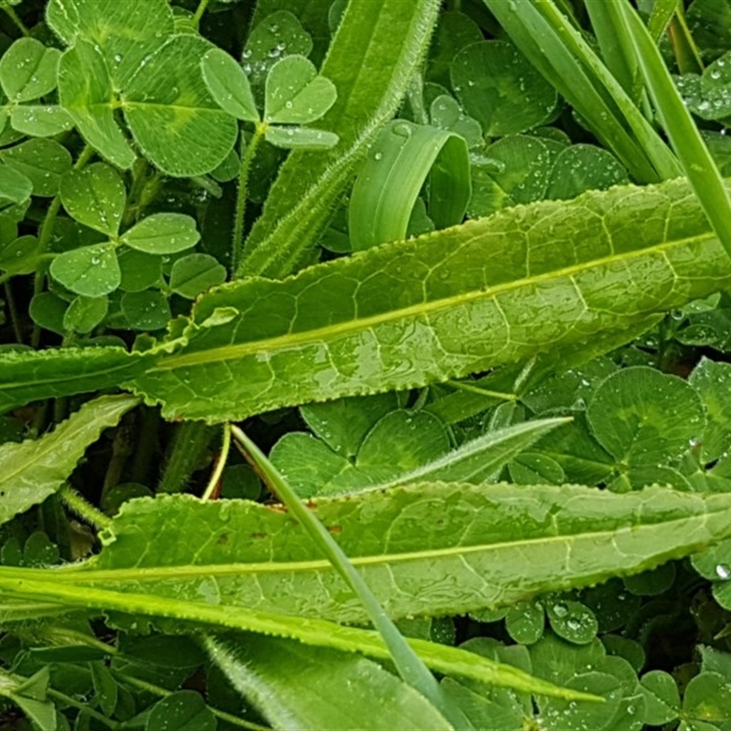 Rumex sp.