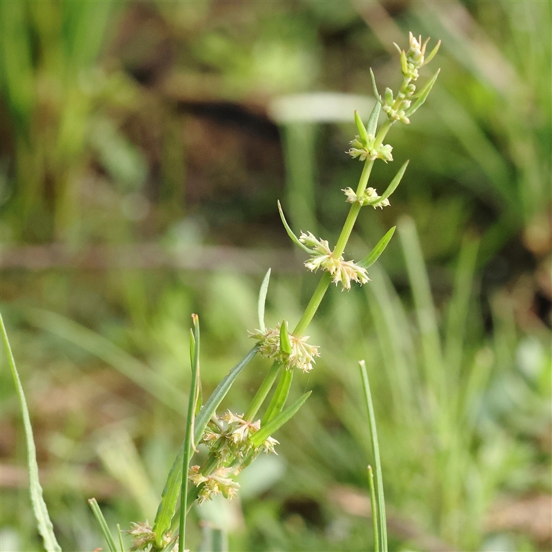 Rumex sp.