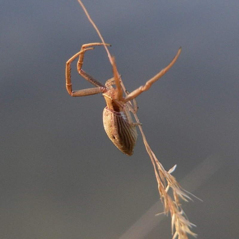 Runcinia acuminata