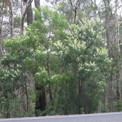 Acacia mabellae