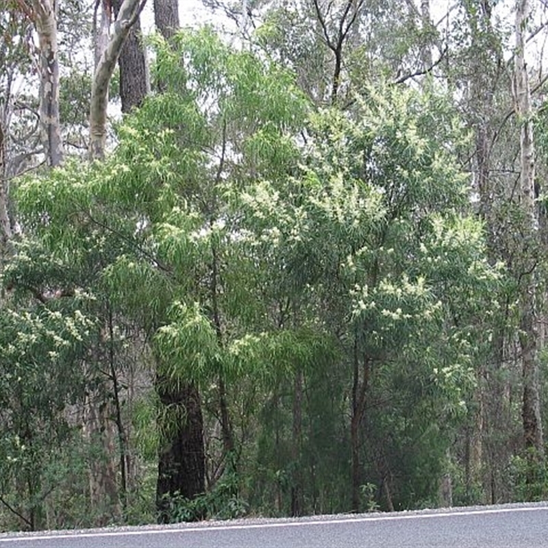 Acacia mabellae