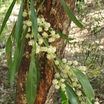 Acacia mabellae