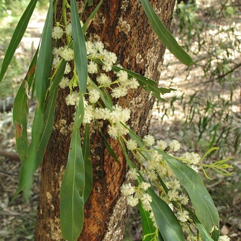 Acacia mabellae