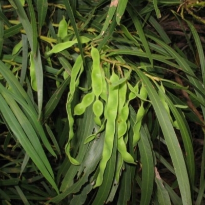 Acacia mabellae