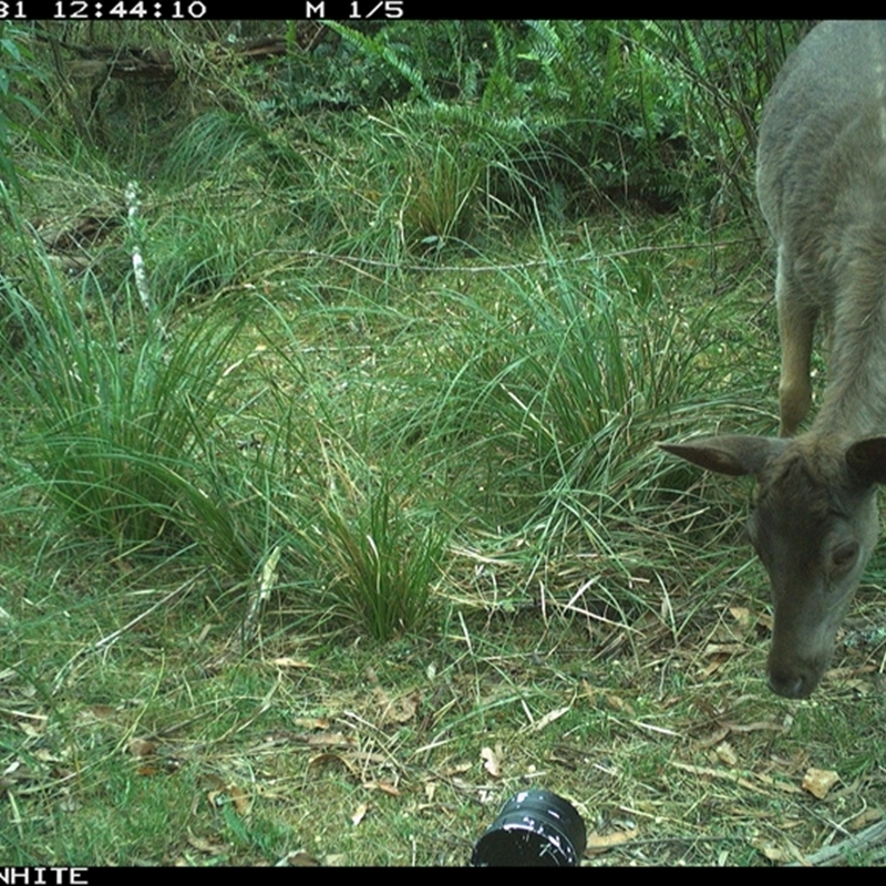 Rusa timoriensis