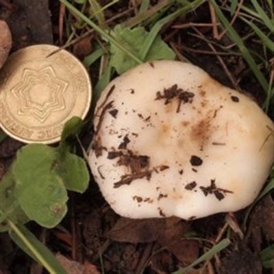 Russula amoenolens-like