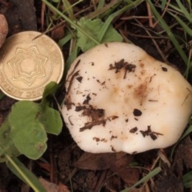 Russula amoenolens-like