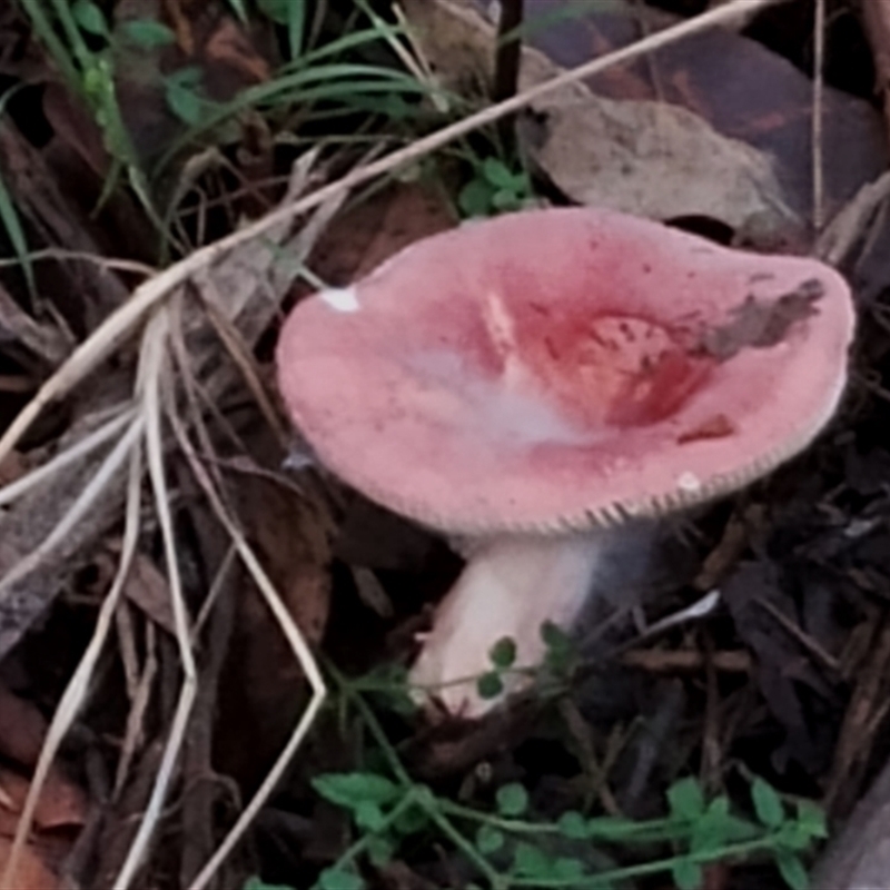 Russula persanguinea