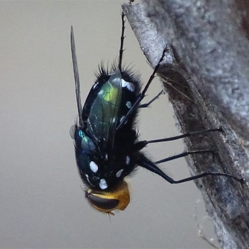 Rutilia (Ameniamima) argentifera