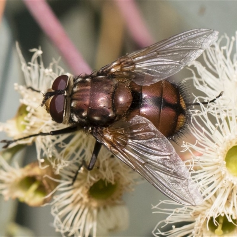 Rutilia (Grapholostylum) 'micans'