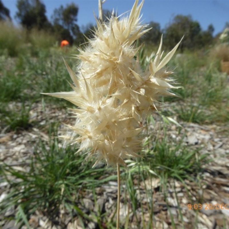 Rytidosperma bipartitum