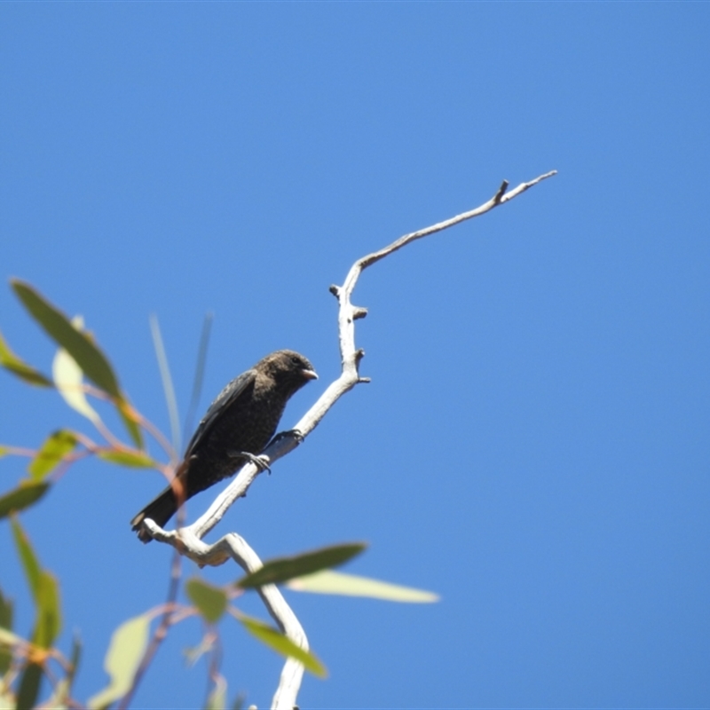 Young bird