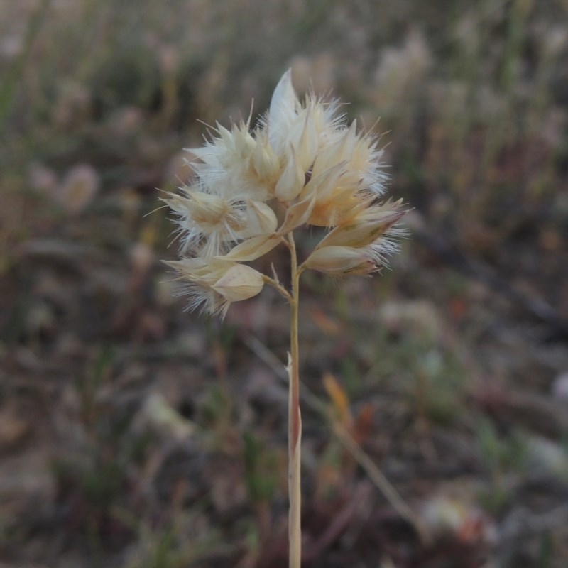 Rytidosperma carphoides