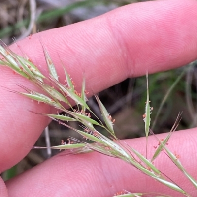 Rytidosperma longifolium