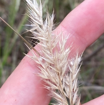 Rytidosperma longifolium