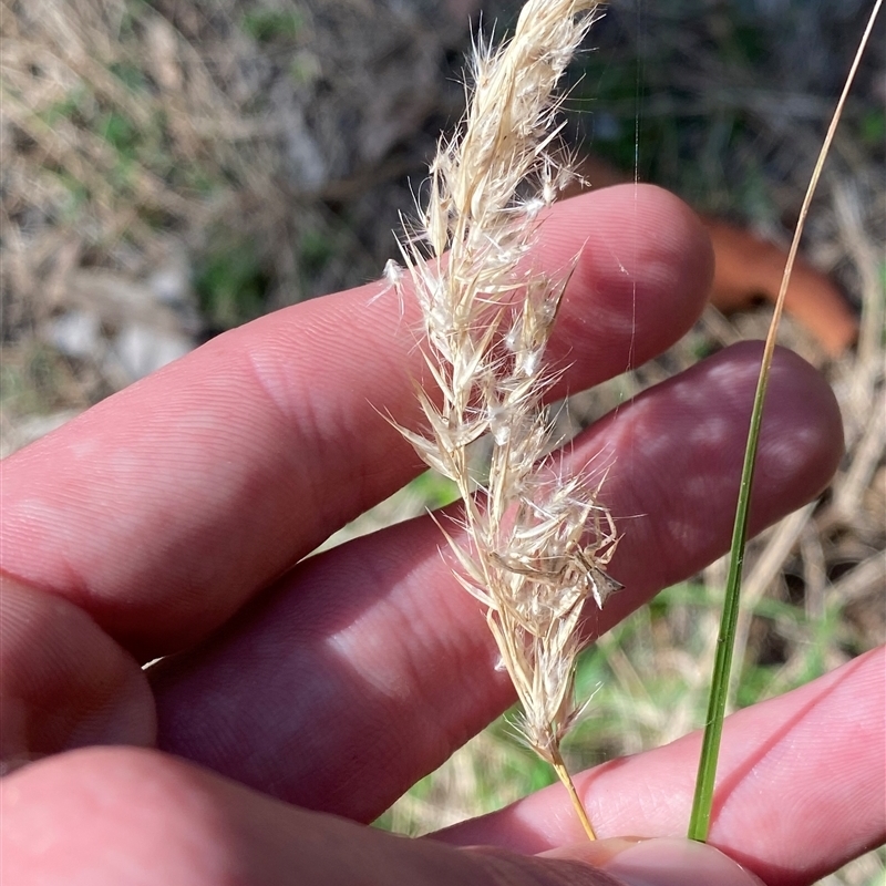 Rytidosperma longifolium