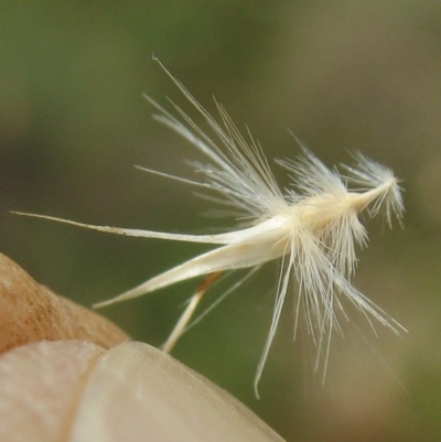Rytidosperma monticola