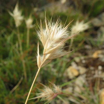 Rytidosperma monticola