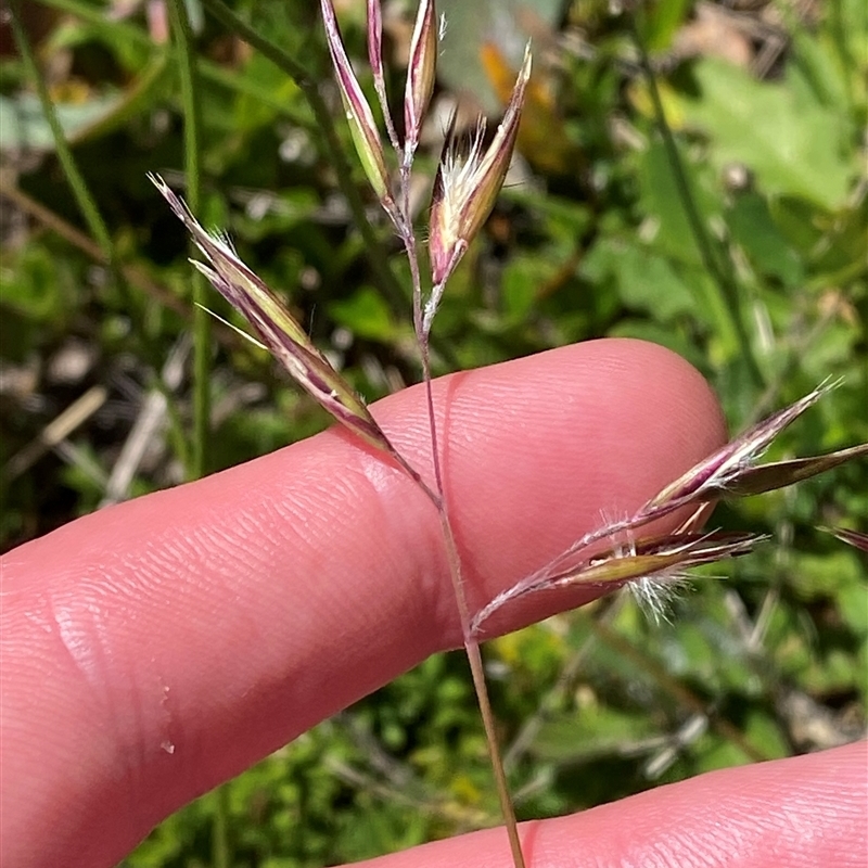 Rytidosperma oreophilum