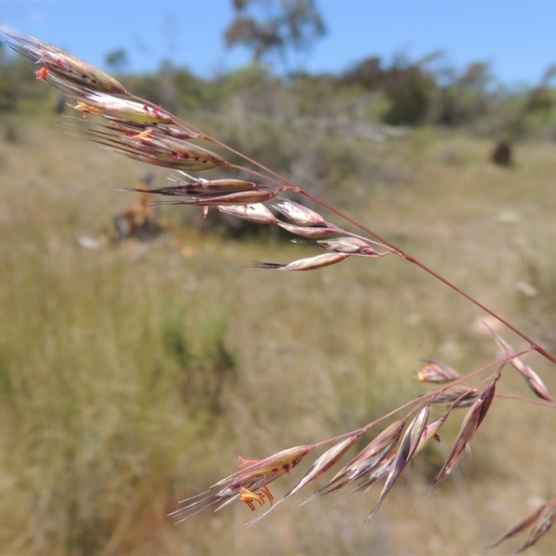 Rytidosperma pallidum