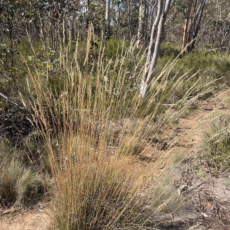 Rytidosperma pallidum