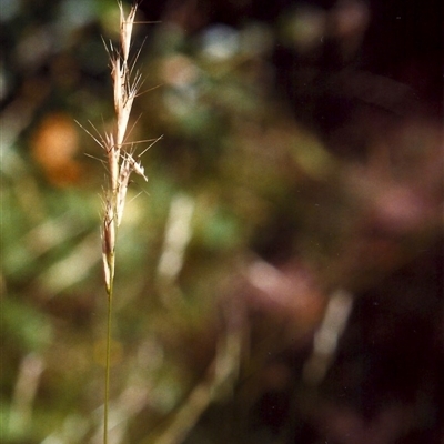 Rytidosperma racemosum