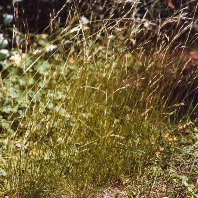 Rytidosperma racemosum