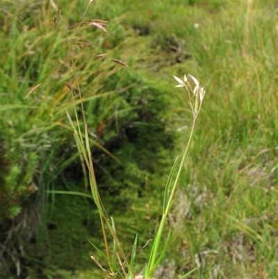 Rytidosperma vickeryae