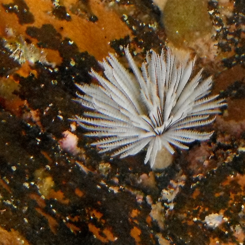 Sabellastarte australiensis