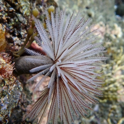 Sabellastarte australiensis