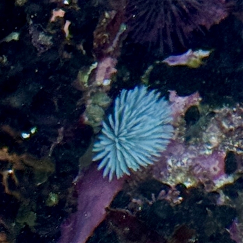 Sabellastarte australiensis