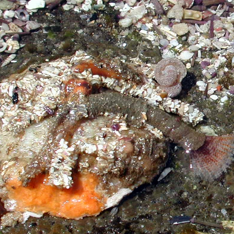 Sabellastarte sp.