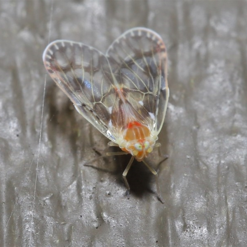 Saccharodite chrysonoe