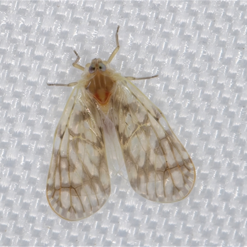 Saccharodite chrysonoe