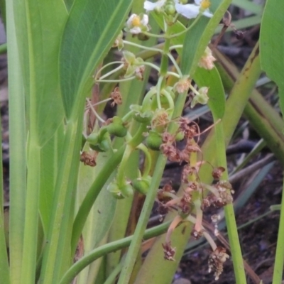 Sagittaria platyphylla