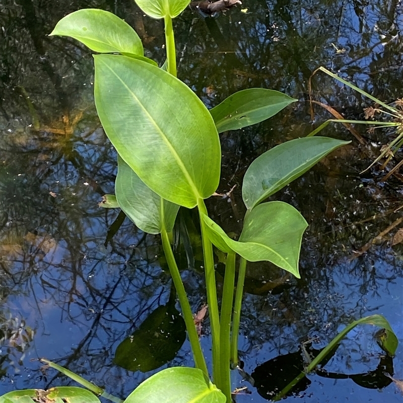 Sagittaria platyphylla