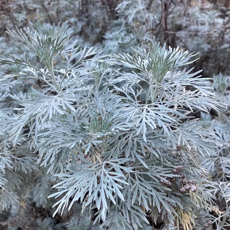 Artemisia arborescens