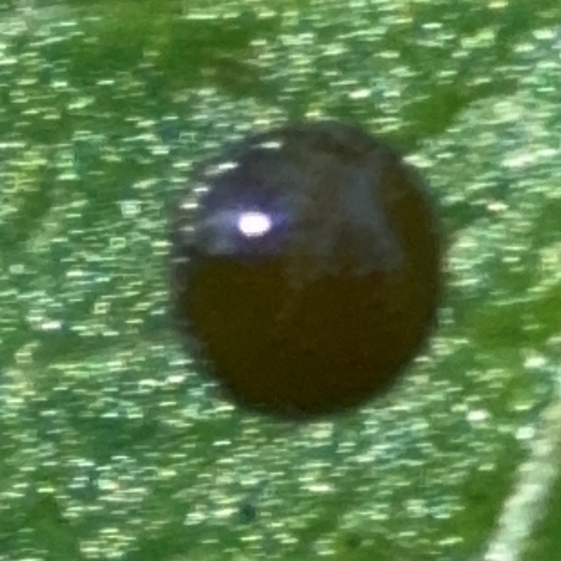Saissetia oleae