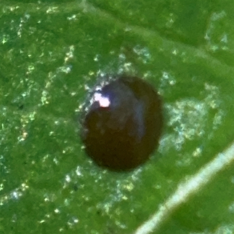 Saissetia oleae